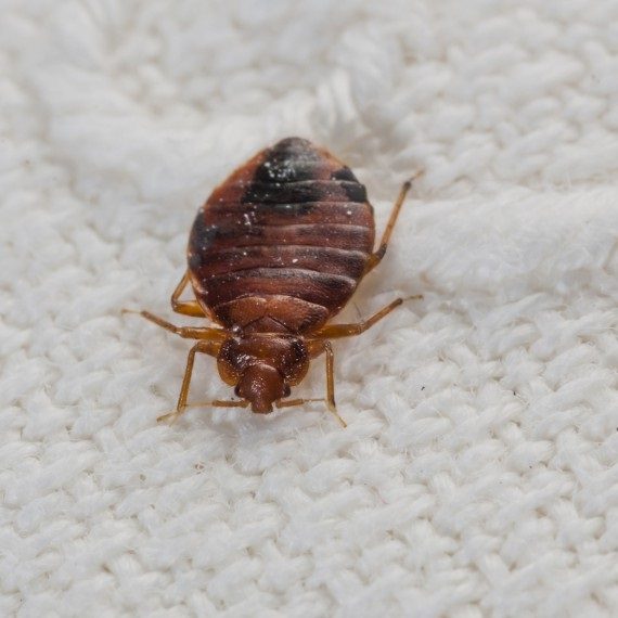 Bed Bugs, Pest Control in Hampstead, NW3 . Call Now! 020 8166 9746