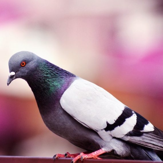 Birds, Pest Control in Hampstead, NW3 . Call Now! 020 8166 9746