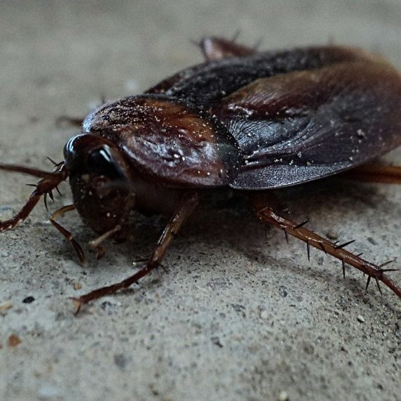 Cockroaches, Pest Control in Hampstead, NW3 . Call Now! 020 8166 9746
