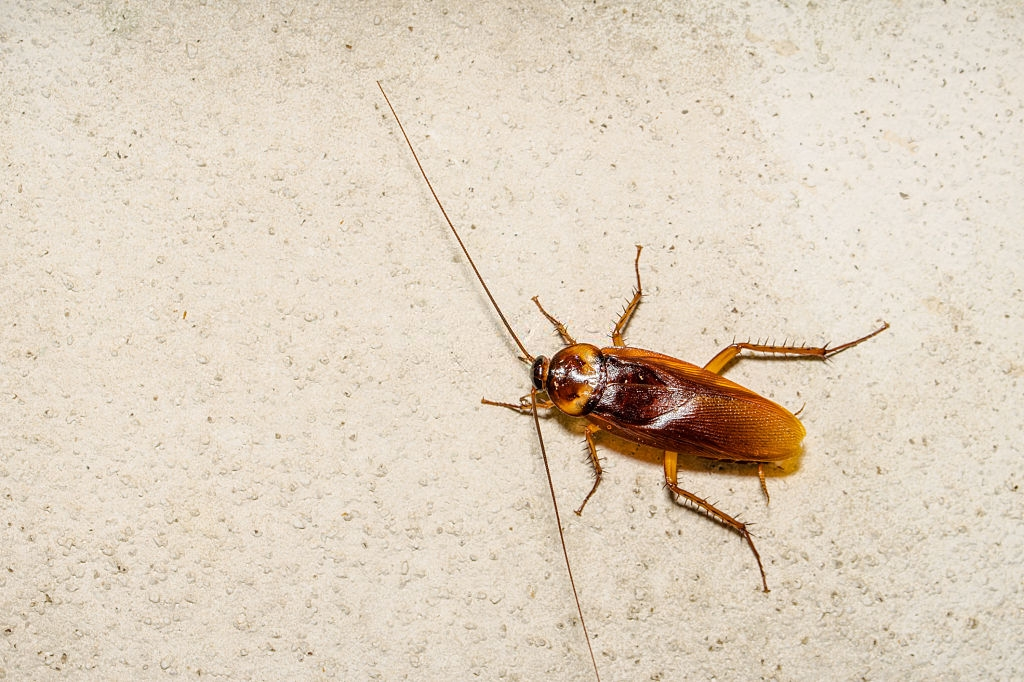 Cockroach Control, Pest Control in Hampstead, NW3 . Call Now 020 8166 9746