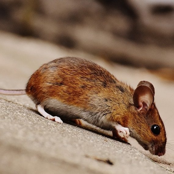 Mice, Pest Control in Hampstead, NW3 . Call Now! 020 8166 9746