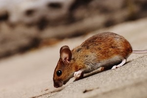 Mouse extermination, Pest Control in Hampstead, NW3 . Call Now 020 8166 9746