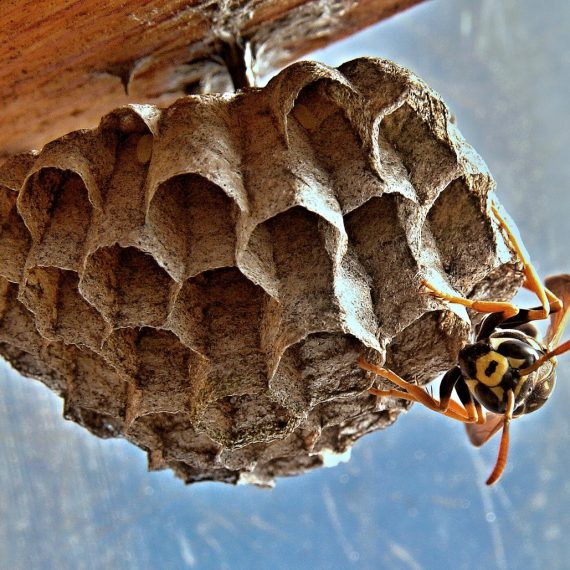 Wasps Nest, Pest Control in Hampstead, NW3 . Call Now! 020 8166 9746