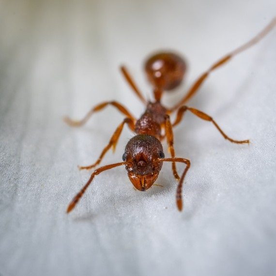 Field Ants, Pest Control in Hampstead, NW3 . Call Now! 020 8166 9746