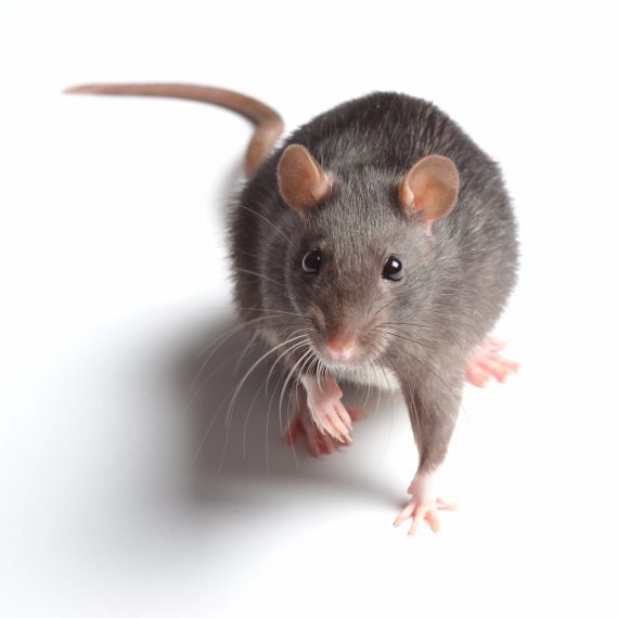 Rats, Pest Control in Hampstead, NW3 . Call Now! 020 8166 9746