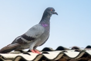 Pigeon Control, Pest Control in Hampstead, NW3 . Call Now 020 8166 9746